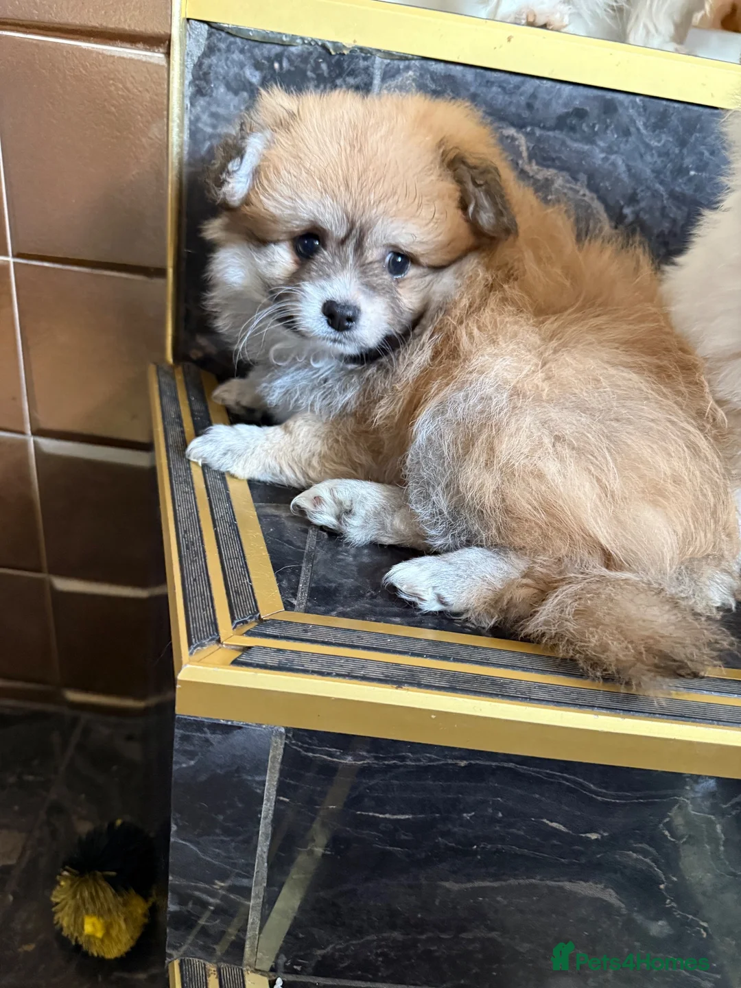 Pomapoo dogs for sale: Teddy bear pompoos - Advert 2