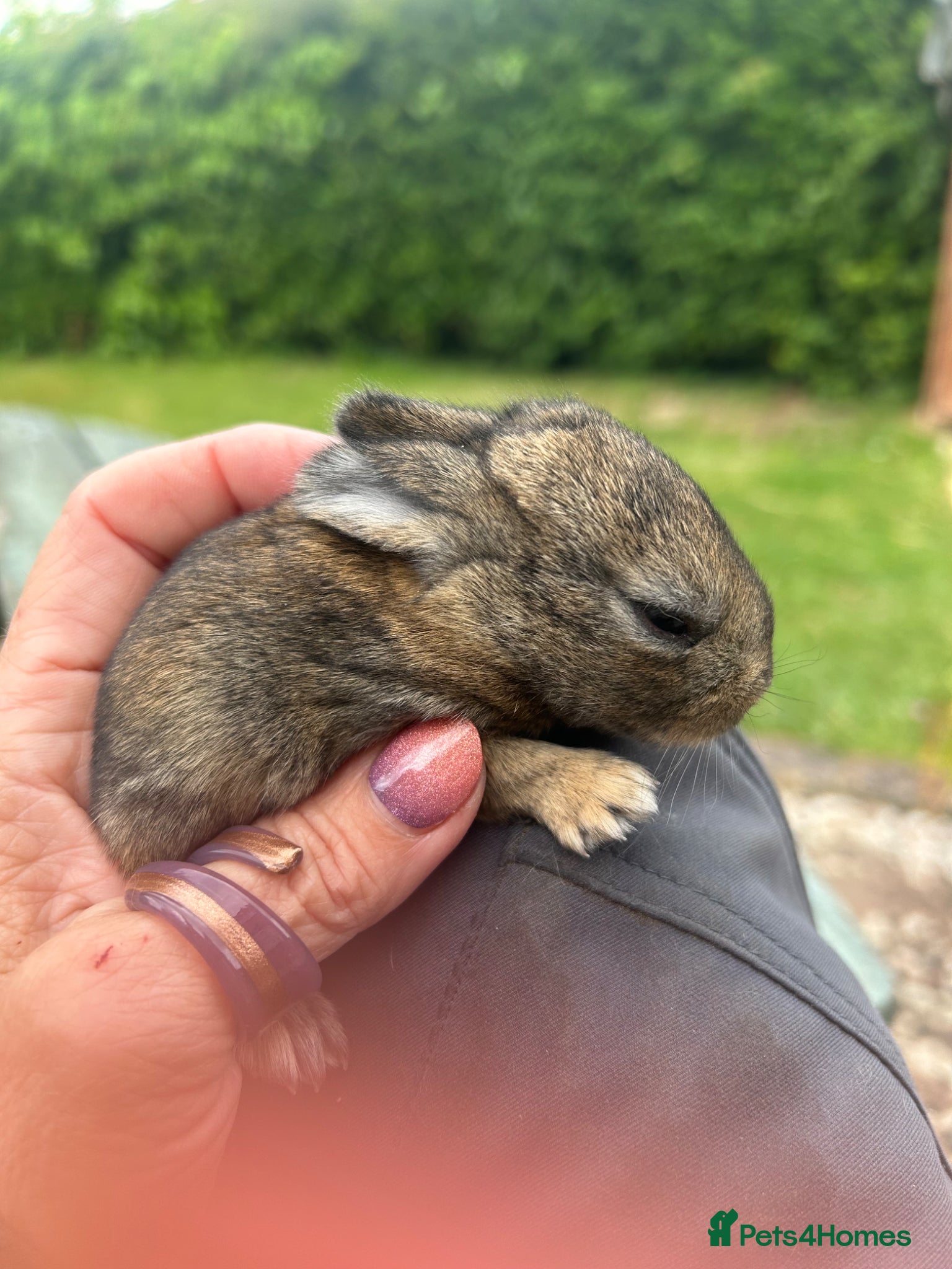 Mini Lop rabbits for sale: Stunning pure mini lop & Mini Rex X ML   - Advert 9
