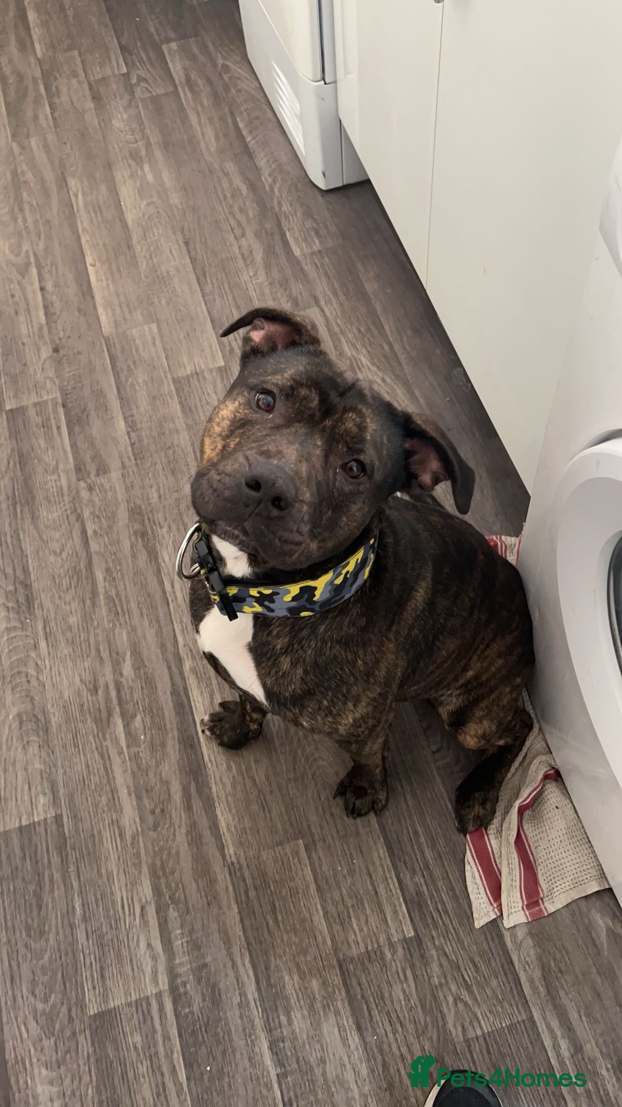 Mixed Breed dogs Staffordshire Bullterrier cross  - Advert 1