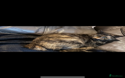 Mixed Breed cats for sale: 5 Mixed Manx kittens - Image 3