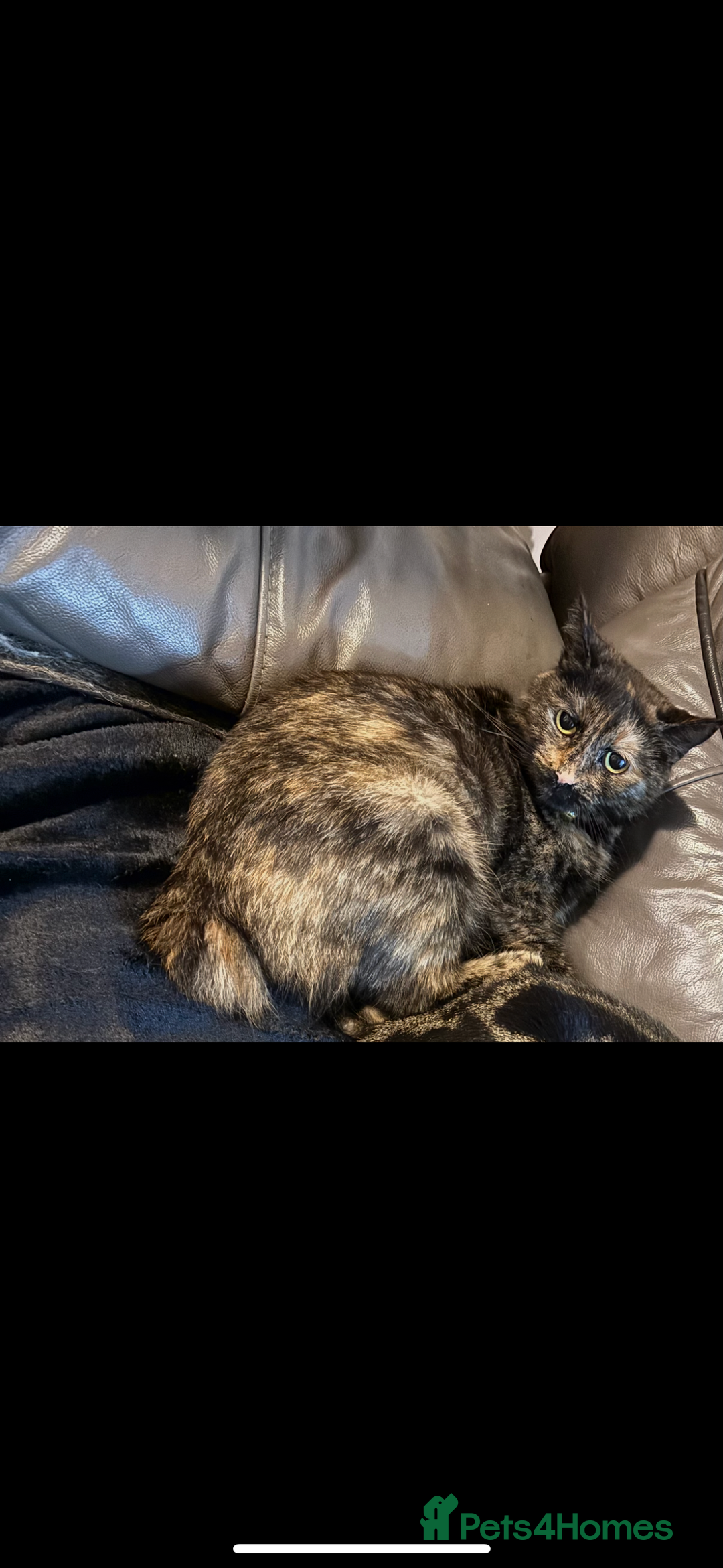 Mixed Breed cats for sale: 5 Mixed Manx kittens - Image 3