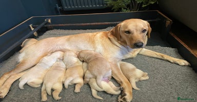 Labrador Retriever dogs - Advert 7