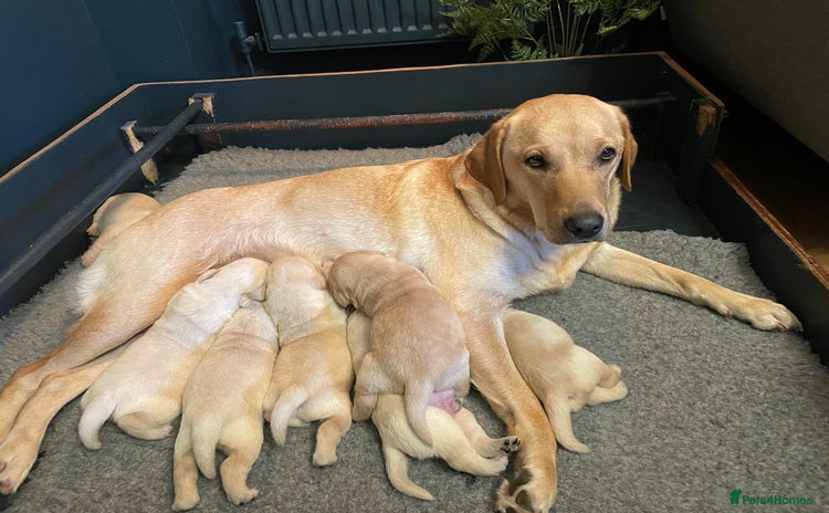 Labrador Retriever dogs - Advert 2