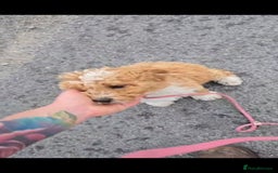 Cavapoo dogs for sale: Cavapoo male - Image 3