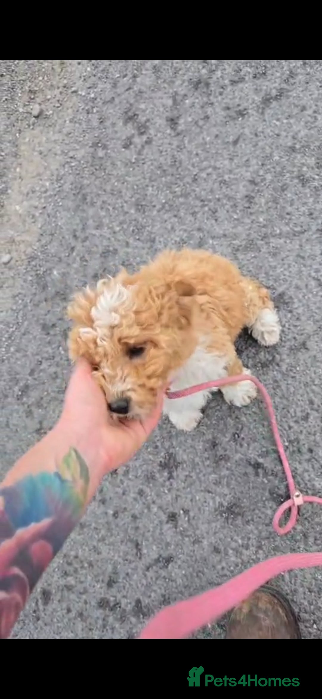 Cavapoo dogs for sale: Cavapoo male - Image 3