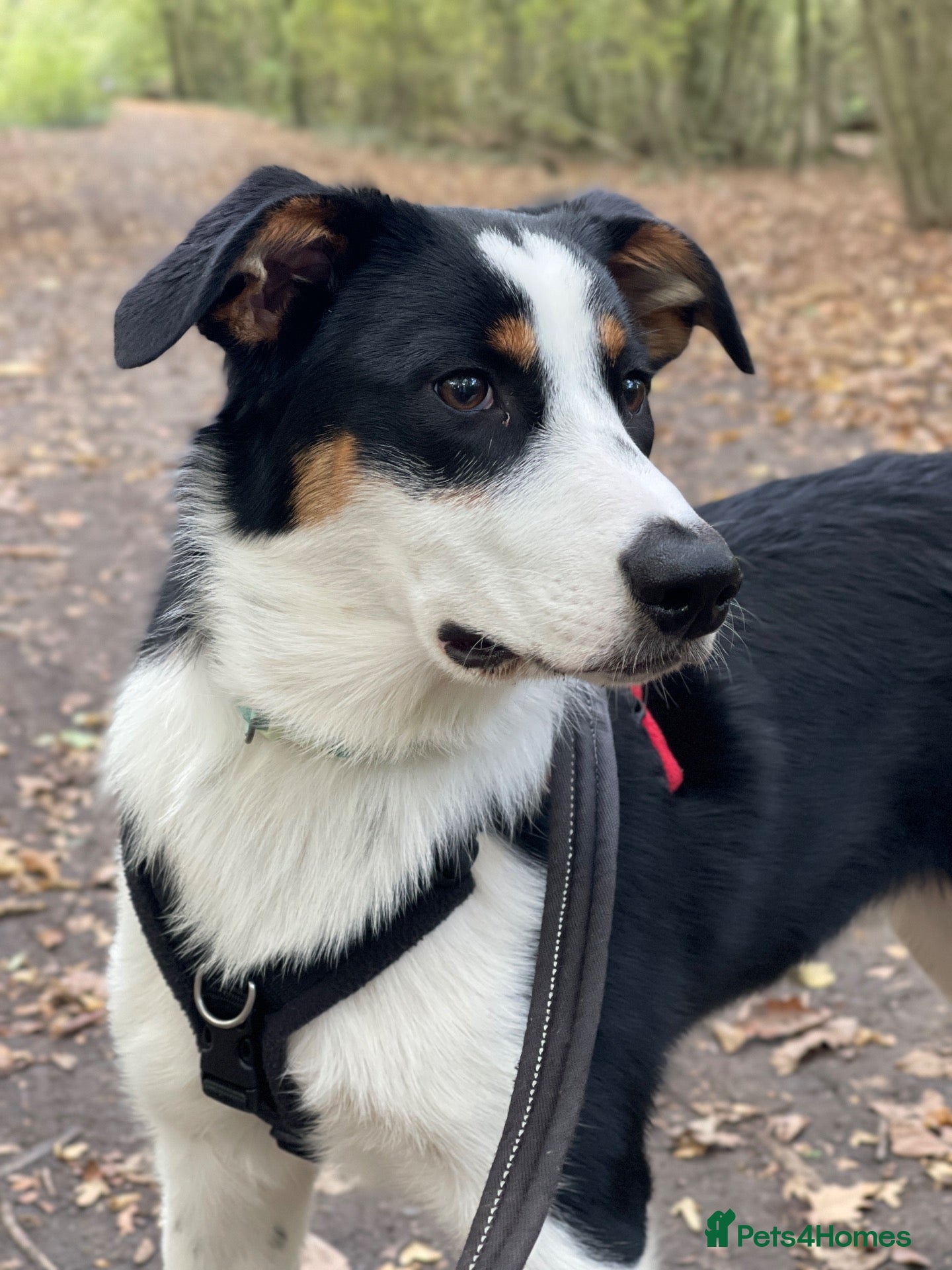 Mixed Breed dogs Border Collie x Aussie girl, 6 months, clever - Advert 2