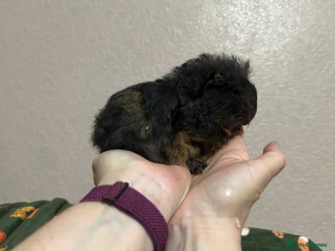 Guinea Pig rodents for sale: Swiss baby boars ready now - Advert 3