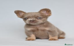 French Bulldog dogs for sale: Fluffy French Bulldogs/DNA Tested Parents  - Image 30