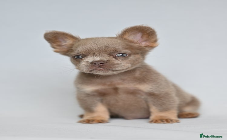 French Bulldog dogs - Advert 12