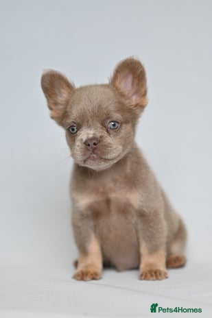 French Bulldog dogs - Advert 10