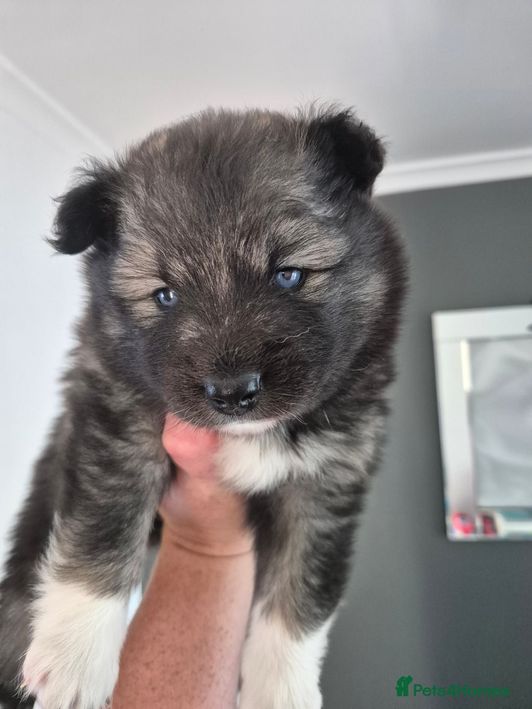 Pomsky dogs for sale: F2 blue eyed female pomsky - Image 5