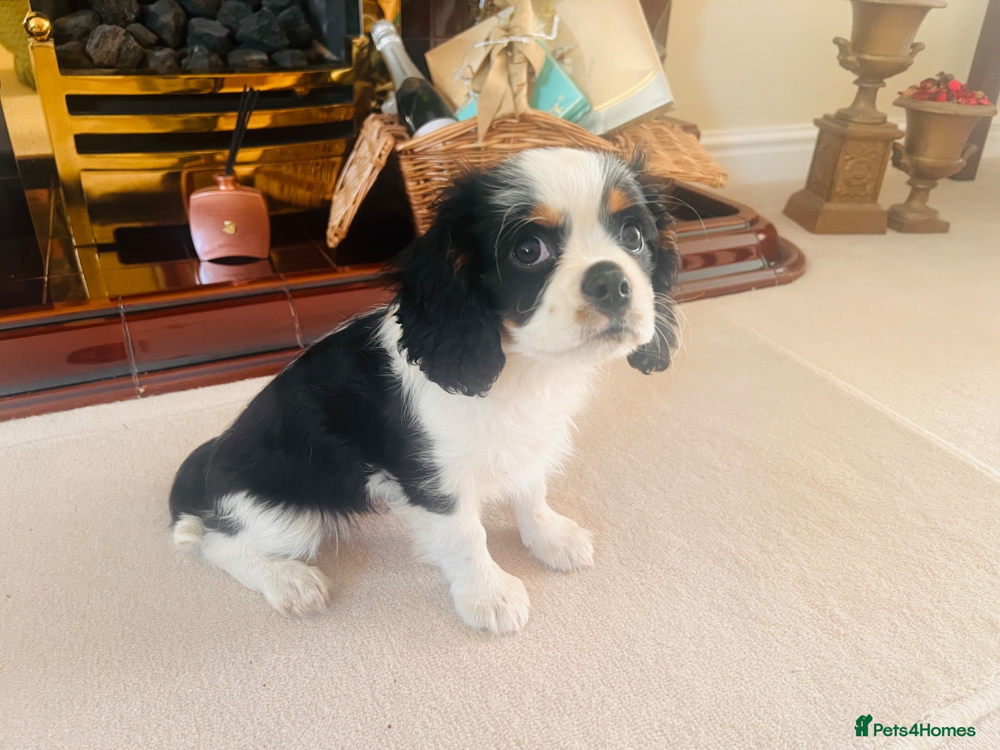 Cavalier King Charles Spaniel dogs KC REG HEREDITARY CLEAR LAST BOY 🐕🐶!!! - Advert 2