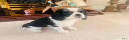 Cavalier King Charles Spaniel dogs for sale: KC REG HEREDITARY CLEAR LAST BOY 🐕🐶!!! - Advert 2