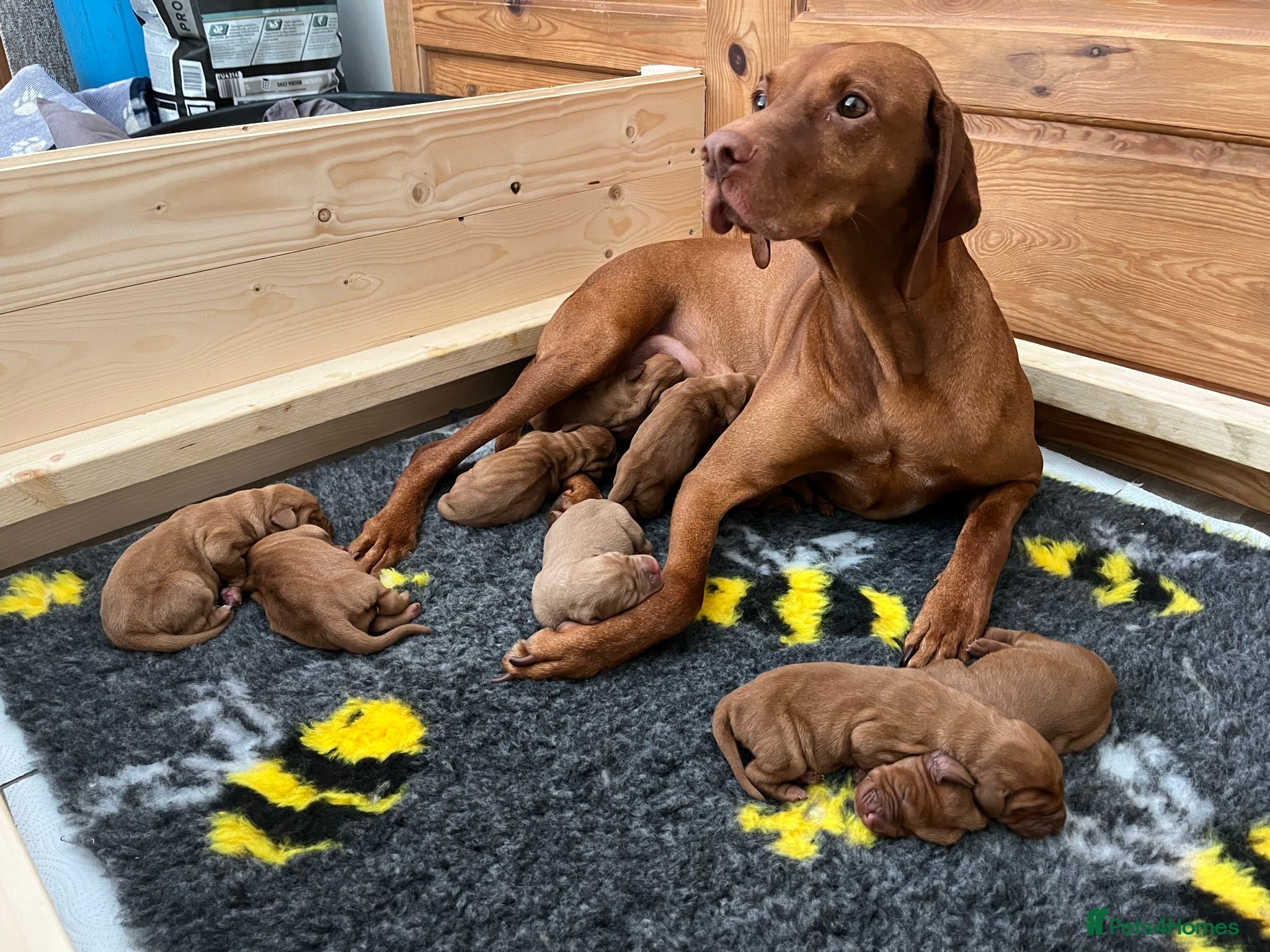 Hungarian Vizsla dogs Wirehaired Vizsla Pups (available from 3rd May) - Advert 1