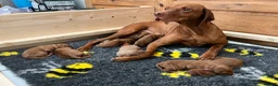 Hungarian Vizsla dogs for sale: Wirehaired Vizsla Pups (available from 3rd May) - Advert 1