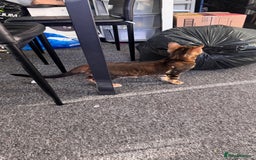 Bengal cats for sale: Bengal TICA pure line blood tiger’d and rosette’d - Image 10