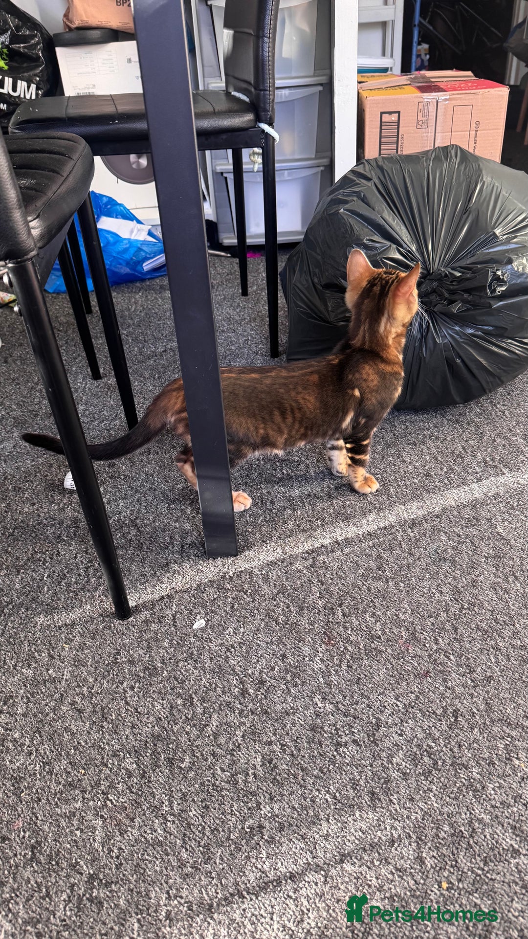 Bengal cats for sale: Bengal TICA pure line blood tiger’d and rosette’d - Image 10