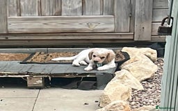 Mixed Breed dogs for sale: Three puppies for sell  in Rushden - Image 11