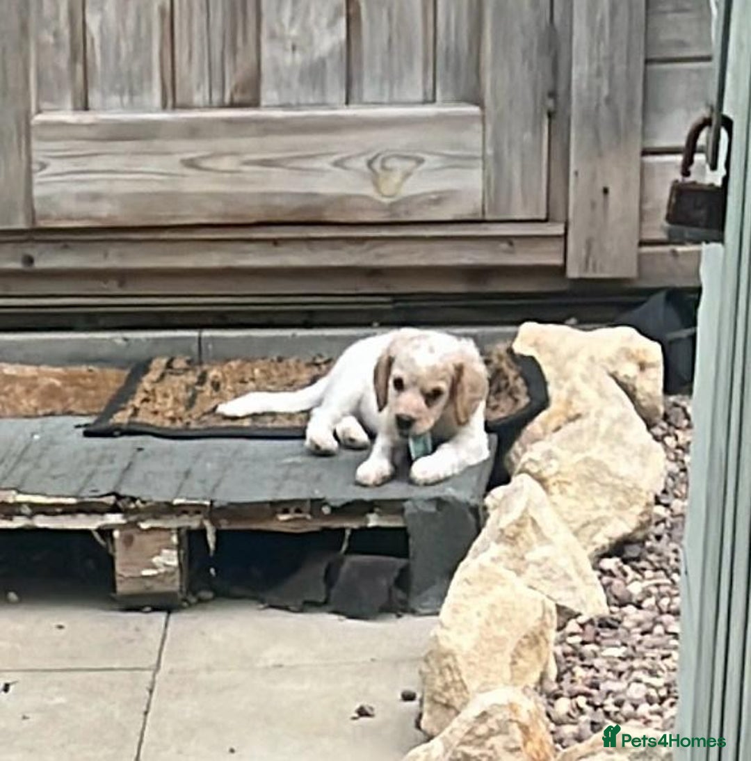 Mixed Breed dogs for sale: Three puppies for sell  in Rushden - Image 11