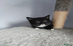 Devon Rex cats for sale: Munchkin x Devon rex  - Advert 3