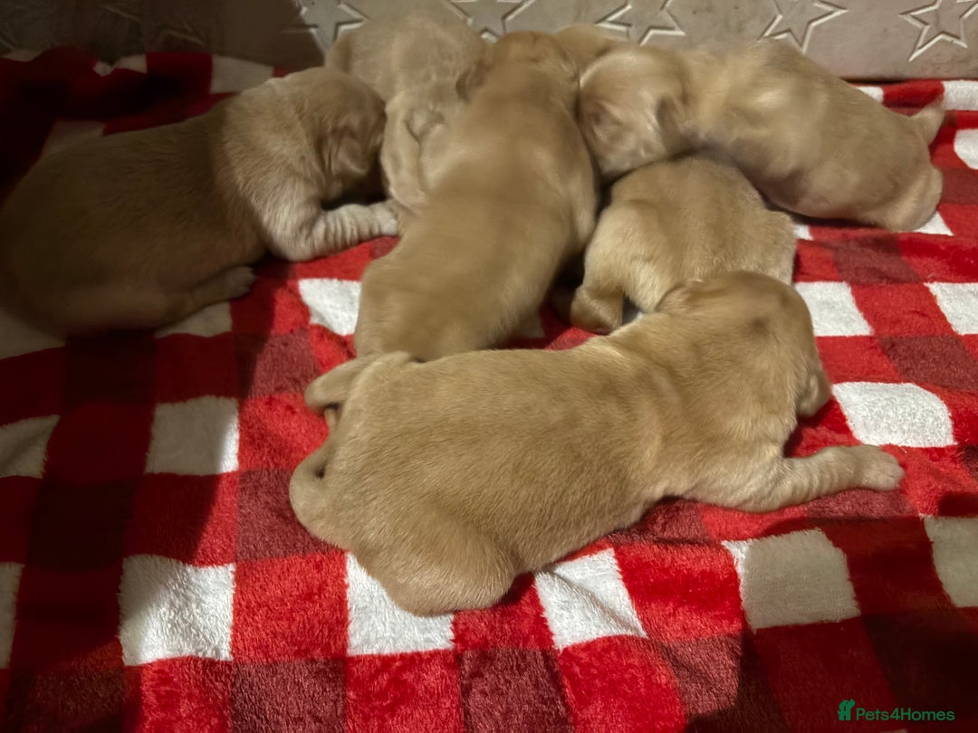 Golden Retriever dogs for sale: Golden retriever puppies boys and girls available  - Advert 8