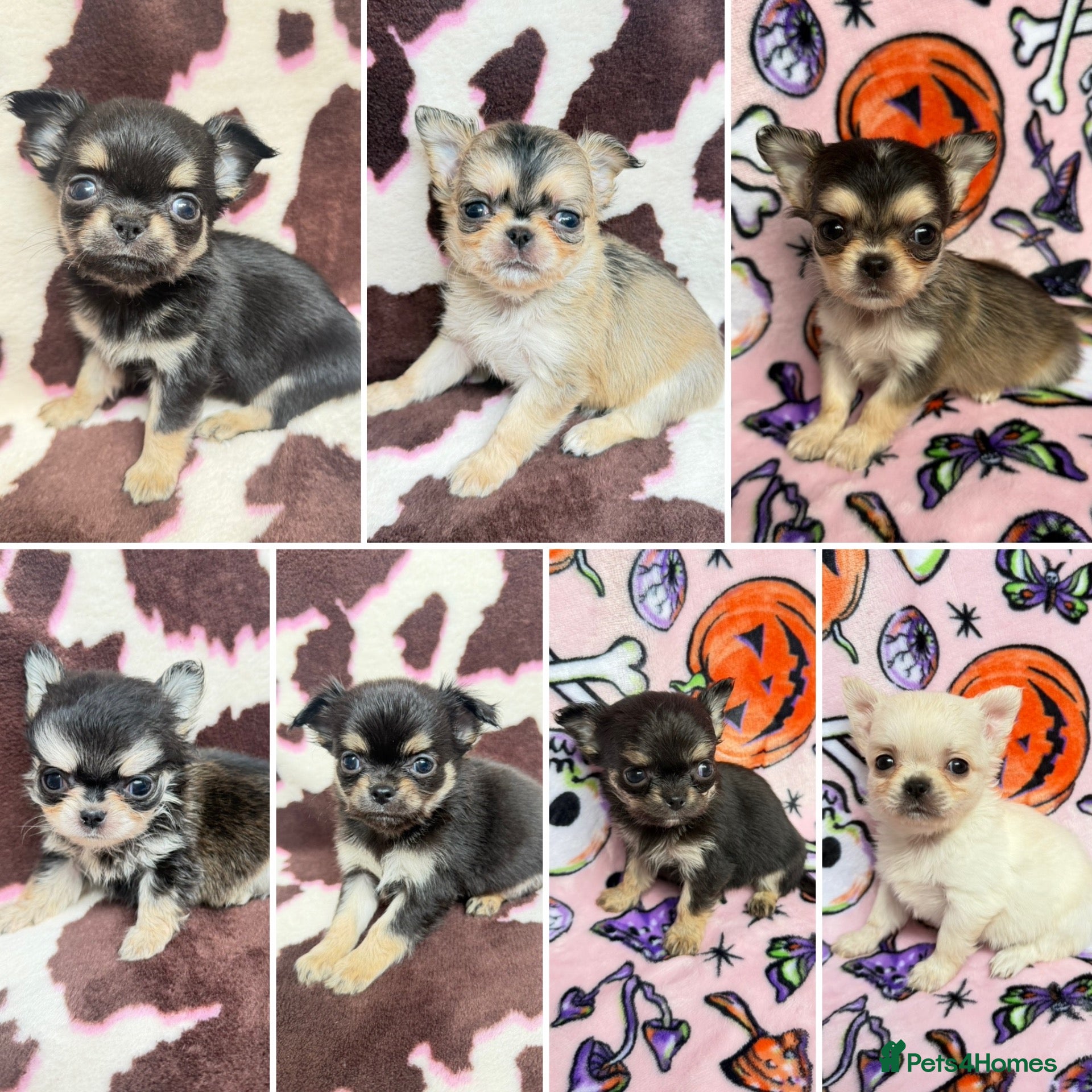 Chihuahua dogs for sale: ✨ EXQUISITE HUSKY MARKED LONG COAT CHIHUAHUAS ✨ - Advert 15