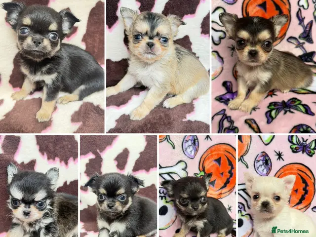 Chihuahua dogs for sale: ✨ EXQUISITE HUSKY MARKED LONG COAT CHIHUAHUAS ✨ - Advert 15