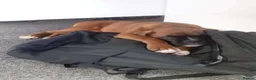 Boxer dogs for sale: 6 Month Female Boxer in Bridgwater - Advert 2