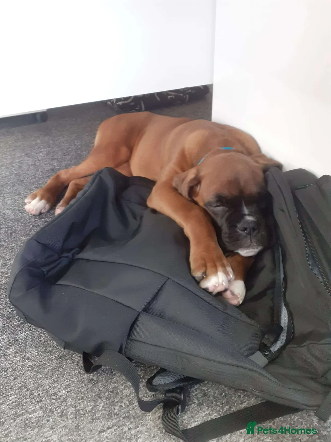 Boxer dogs for sale: 6 Month Female Boxer in Bridgwater - Advert 2