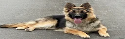German Shepherd dogs for sale: Chunky, Long Coated German Shepherds - Advert 24