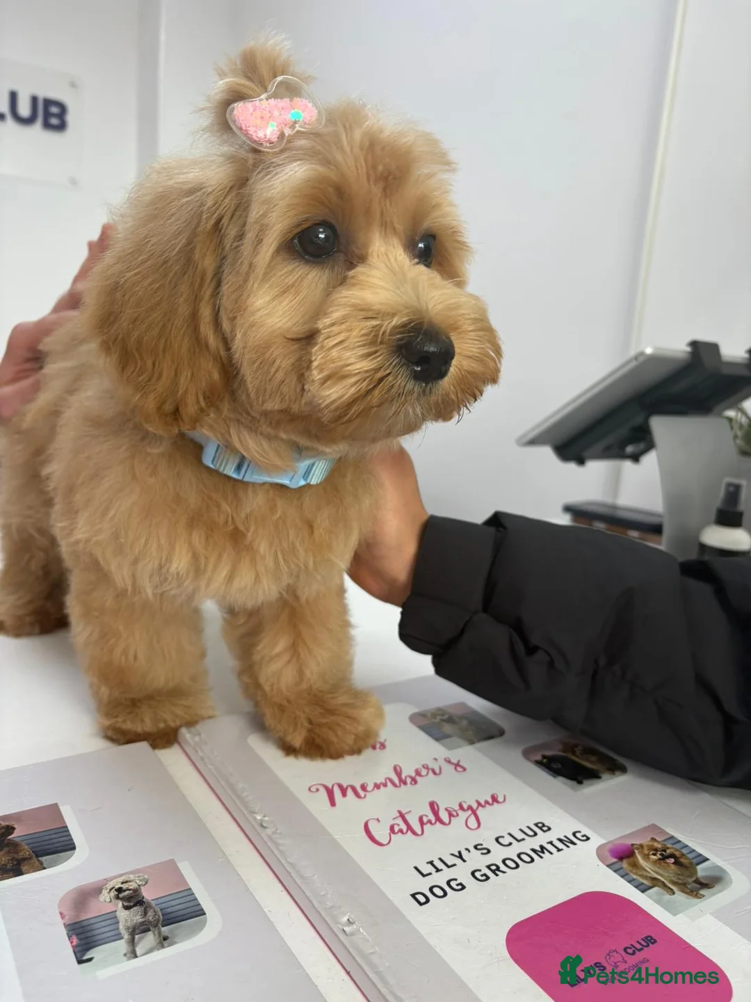 Maltipoo dogs for sale: Selling our 3 months F1 Maltipoo Luna in Wembley - Advert 2