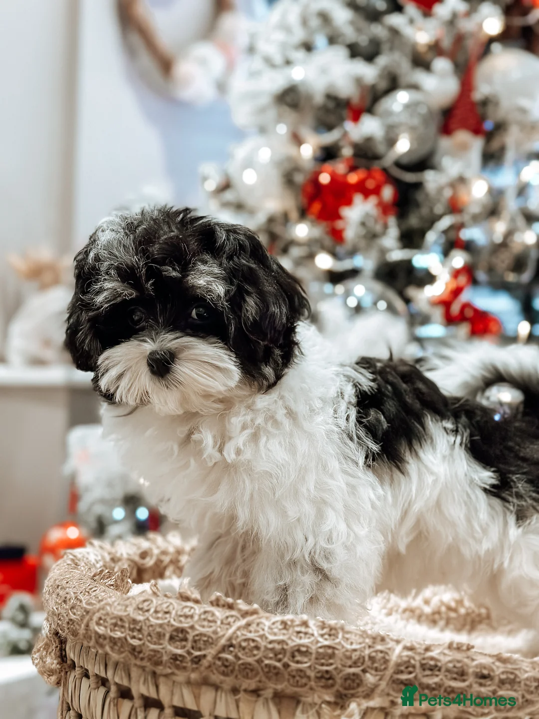 Toy Poodle dogs for stud: Stunning KC None fading Chocolate Phantom stud in Rickmansworth - Advert 16