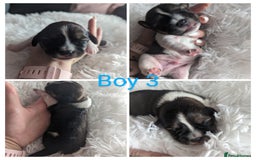 Mixed Breed dogs for sale: Shweenie puppies for sale - Image 4