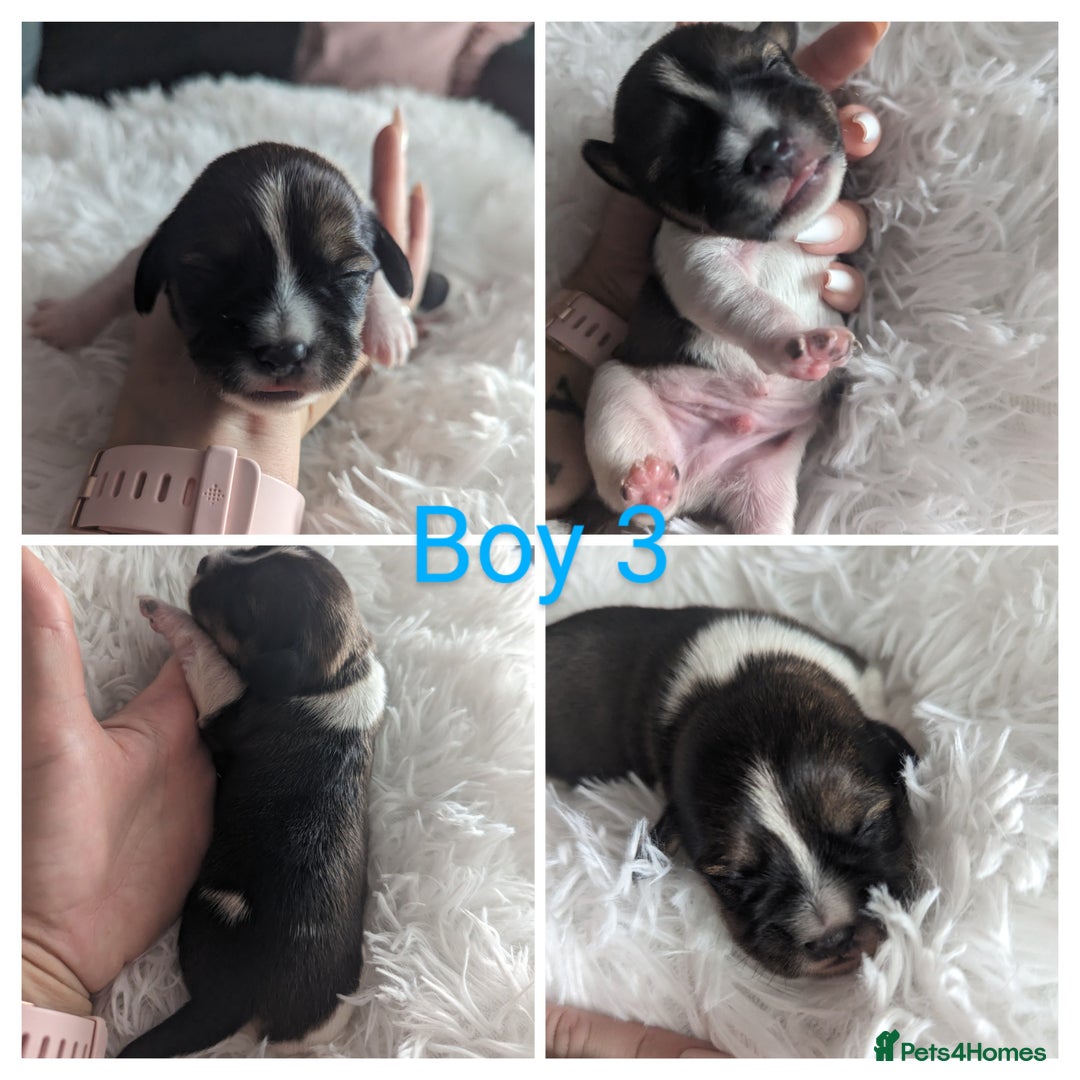 Mixed Breed dogs for sale: Shweenie puppies for sale - Image 4