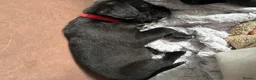 Mixed Breed dogs for sale: Cane corso x staff puppies  in Witham - Advert 5