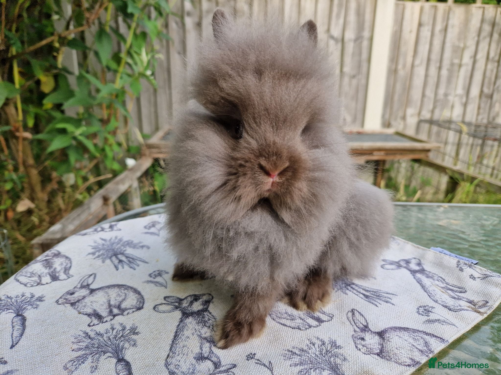 Lionhead rabbits READY NOW Purebred Lionhead Baby Rabbits - Advert 2