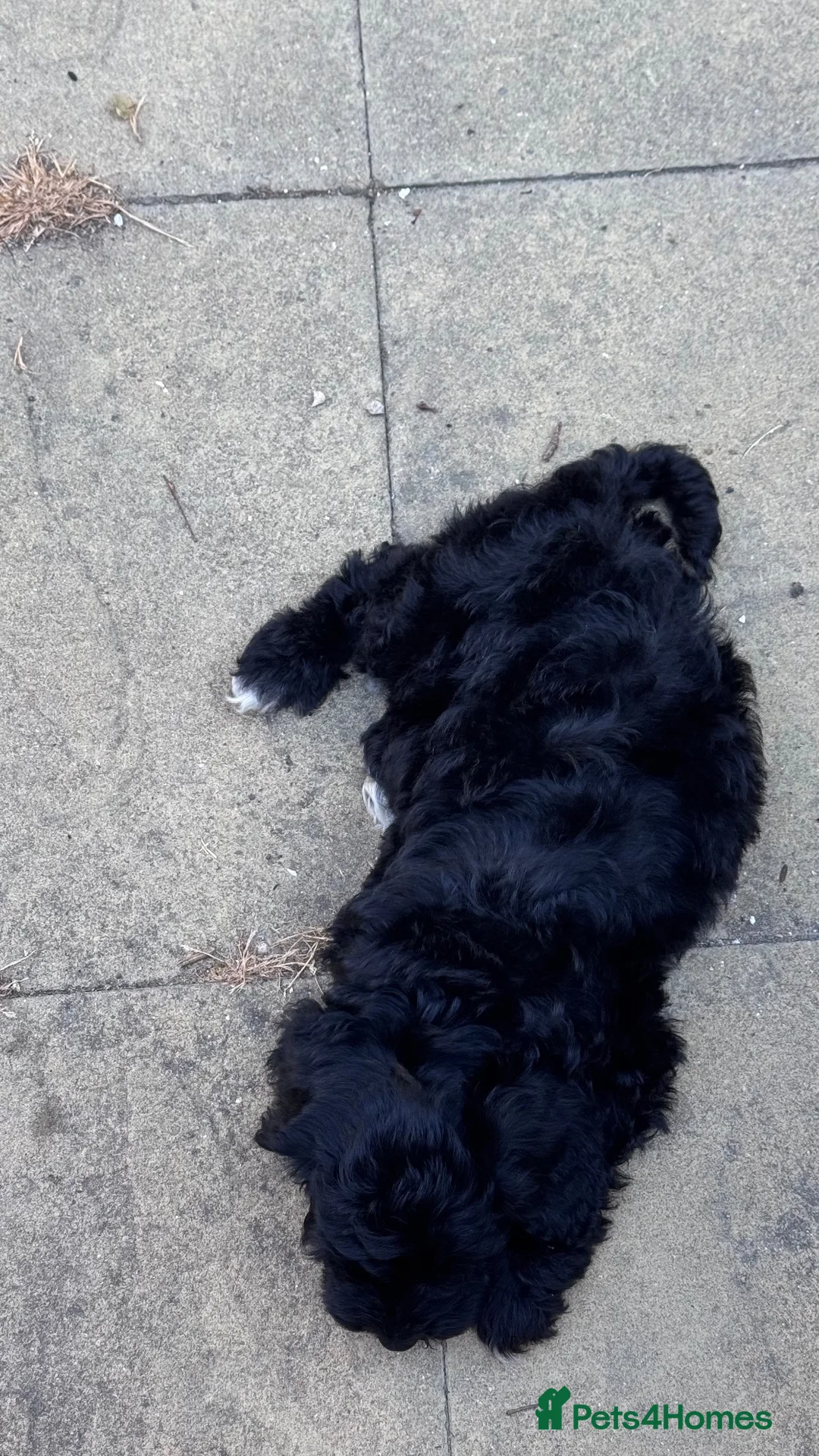 Cockapoo dogs for sale: Half cockapoo half toy poodle puppy - Advert 2