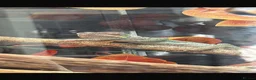 Chameleon reptiles for sale: Male chameleon (aka) Jeff and Viviarum  in Romney Marsh - Advert 2