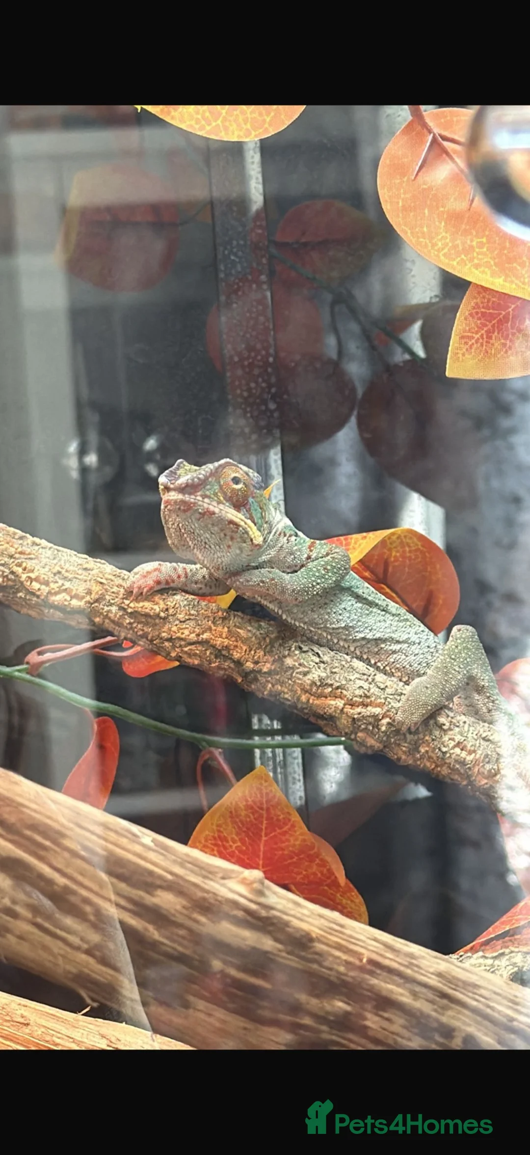 Chameleon reptiles for sale: Male chameleon (aka) Jeff and Viviarum  in Romney Marsh - Advert 2