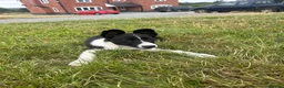 Border Collie dogs for sale: Gorgeous litter of border collie puppies  - Advert 3