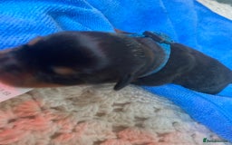 Rottweiler dogs for sale: Hulk and Ruby Rottweiler puppies  - Image 10