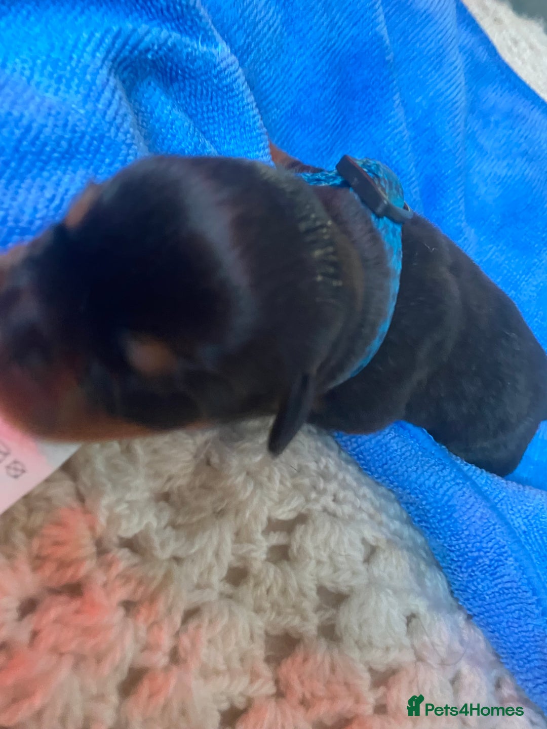 Rottweiler dogs for sale: Hulk and Ruby Rottweiler puppies  - Image 10