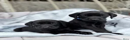 Labrador Retriever dogs for sale: Beautiful chunky black Labrador puppies  in Wickford - Advert 18