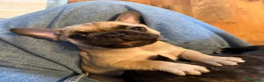 French bulldog Puppy 1