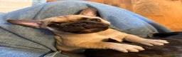 Mixed Breed dogs for sale: 5 male French bulldogs - Advert 4