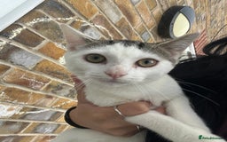 Mixed Breed cats for sale: 8 beautiful kittens  - Image 4