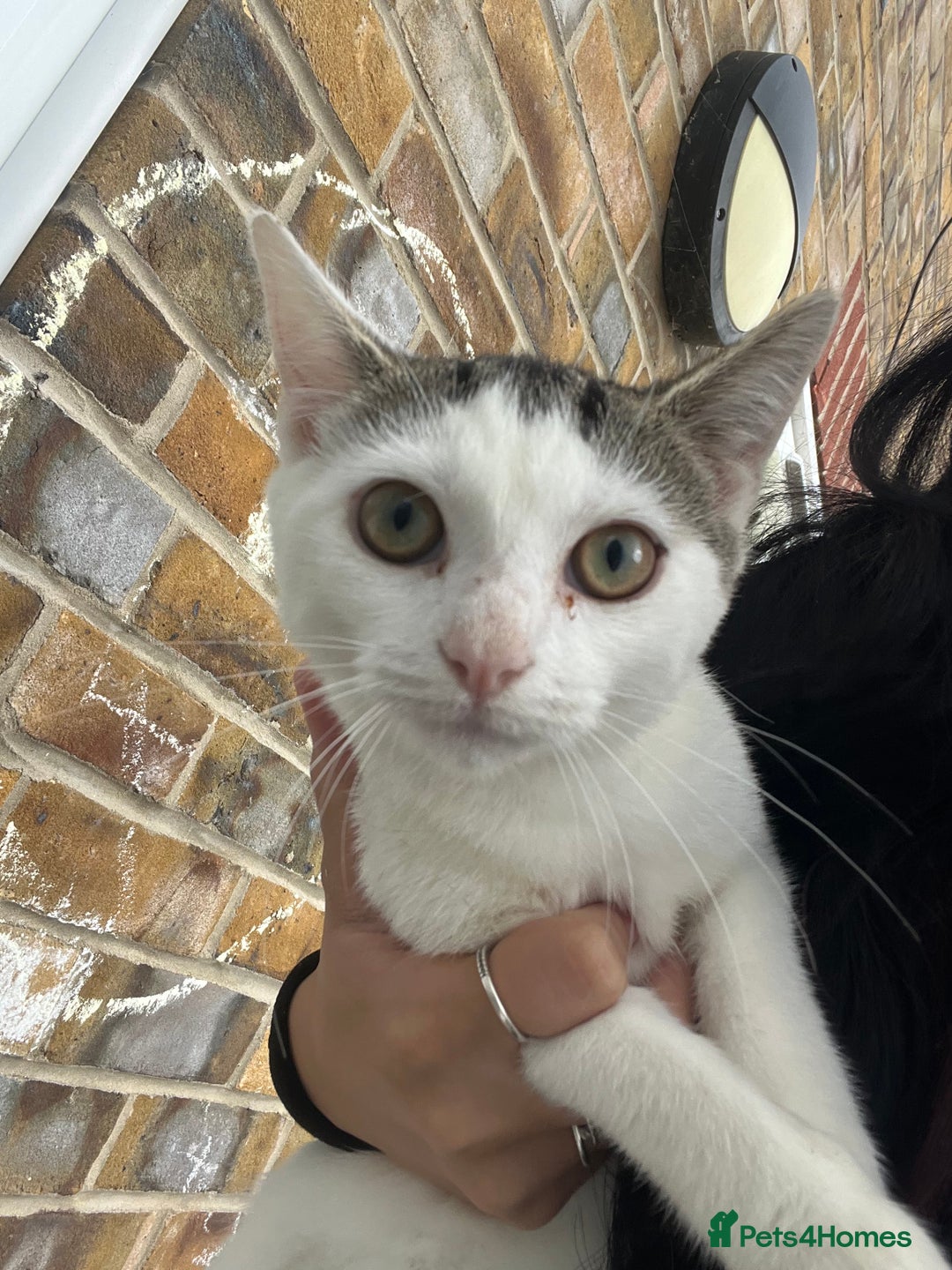 Mixed Breed cats for sale: 8 beautiful kittens  - Image 4