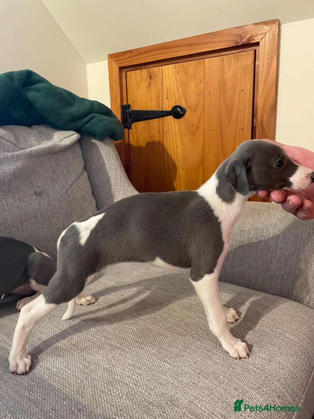 Whippet dogs for sale: Whippet pups  - Advert 10