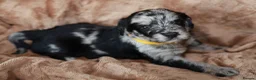 Labradoodle dogs for sale: Beautiful rainbow litter of F1 labradoodle puppies - Advert 11