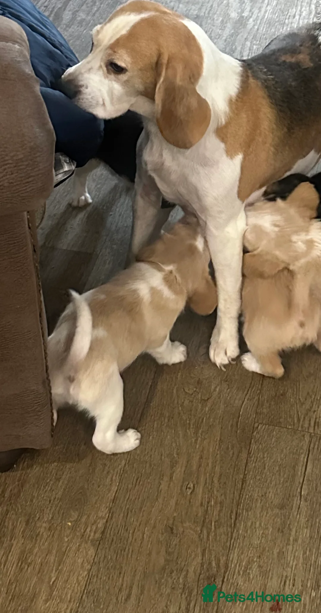 Mixed Breed dogs for sale: 🐾 Absolutely adorable Beagle x Cavapoo 🐾  - Advert 9